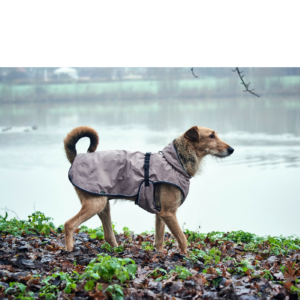 Cappottino Uppsala Hunter per Cani Beige