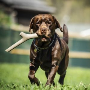 Bama Pet Gioco Per Cane Tuttomio