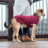 Maglioncino Pullover Per Cani MALMÖ Bordeaux Hunter