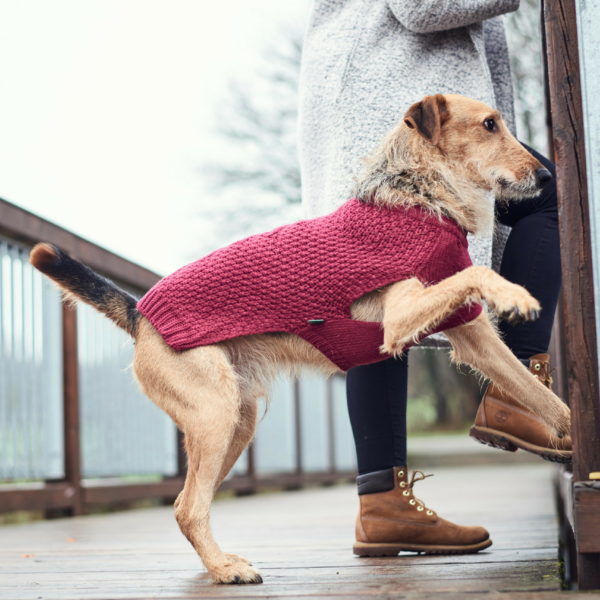 Maglioncino Pullover Per Cani MALMÖ Bordeaux Hunter