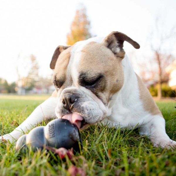 Kong Extreme Gioco per Cani