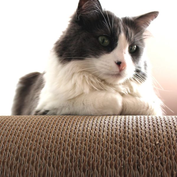 Tiragraffi Grattone PetValley