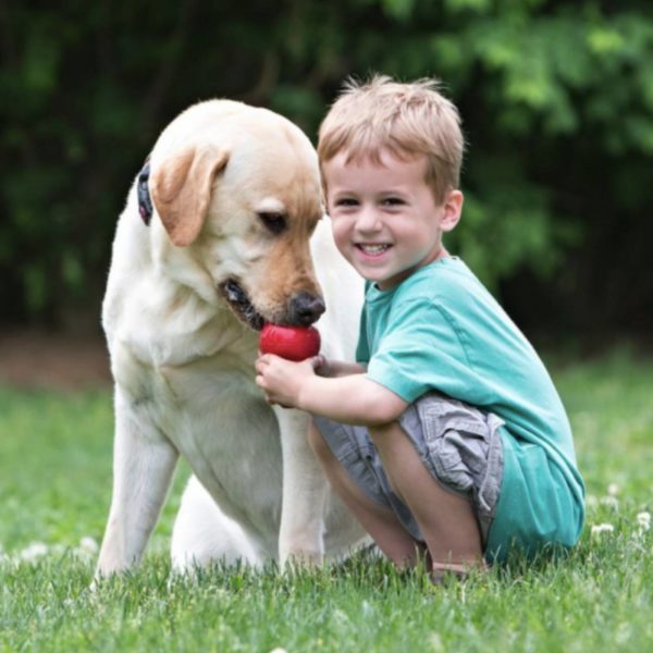 Kong Classic Gioco per Cani Large - cane 2