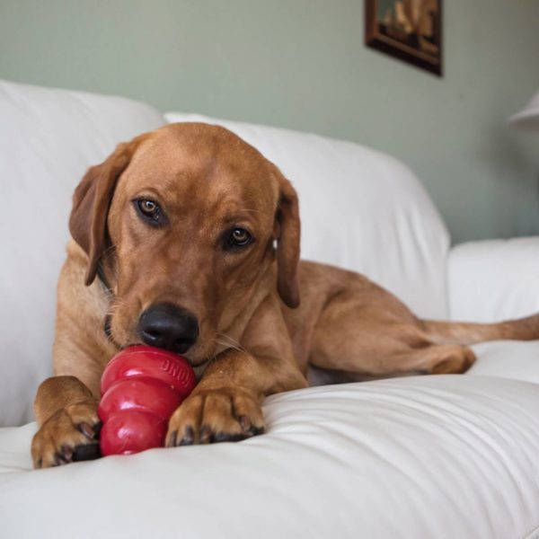 Kong Classic Gioco per Cani - immagine 6