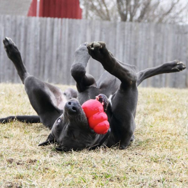 Kong Classic Gioco per Cani - immagine 7