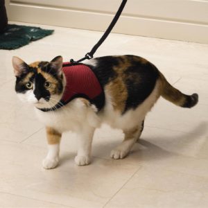 Beeztees Pettorina Comfort per Gatti
