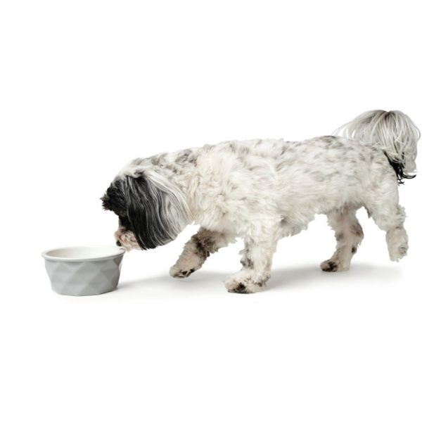 Hunter Ciotola in Ceramica Eiby per Animali Grigia