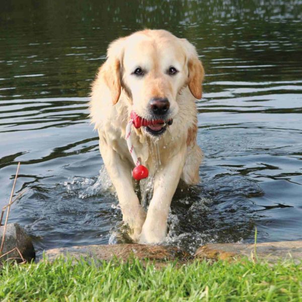 Trixie Dog Activity Gioco Aqua Toy Mot®-Fun 9cm/22cm per Cani Galleggiante Colori Assortiti - Cane