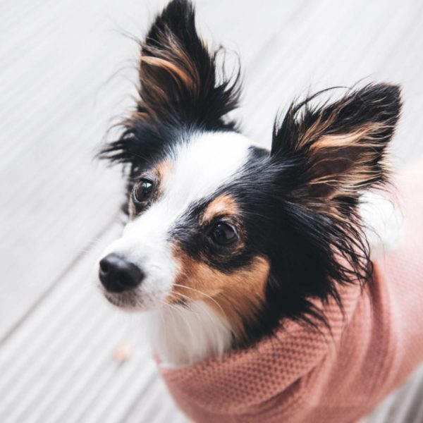 Hunter Maglioncino Pullover per Cani RÖGLA Rosa - Esempio cane 2