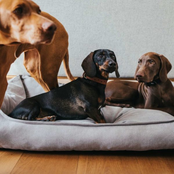 Hunter Sofa Eiby Divano per Cani Grigio - Utilizzo