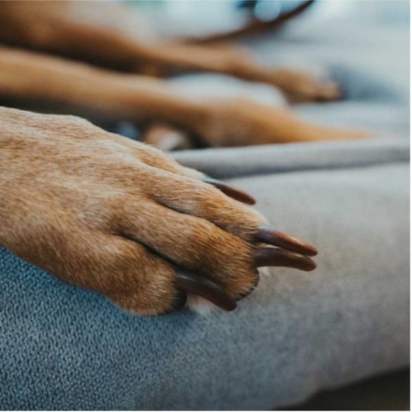 Hunter Sofa Eiby Divano per Cani Grigio - Tessuto robusto