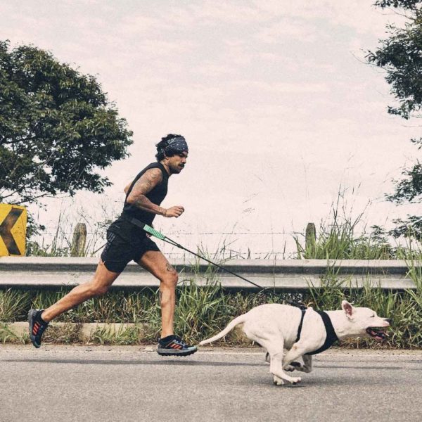 Zee.Dog Cintura da Running Zee.Run Belt - Assorbe l'impatto della trazione durante la corsa