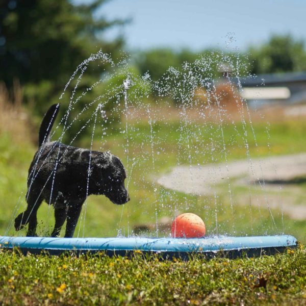 Ferribiella Piscina Splash Pool ø150cm Gioco d'Acqua per Cani - Perfetta da portare in vacanza