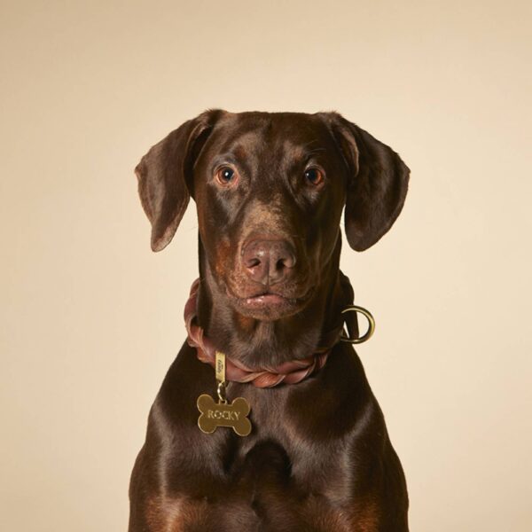 MyFamily Collare Ascot in Cuoio Ingrassato Marrone per Cani - Morbido al tatto
