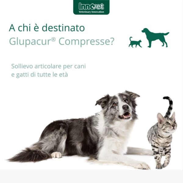 Innovet Glupacur® Compresse per Cani e Gatti
