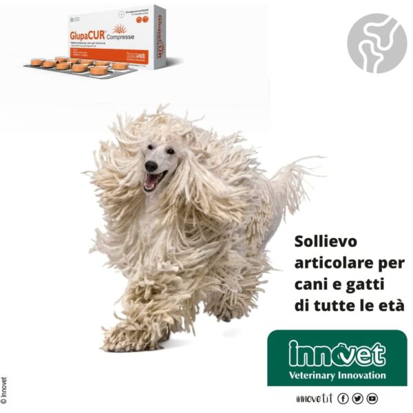 Innovet Glupacur® Compresse per Cani e Gatti