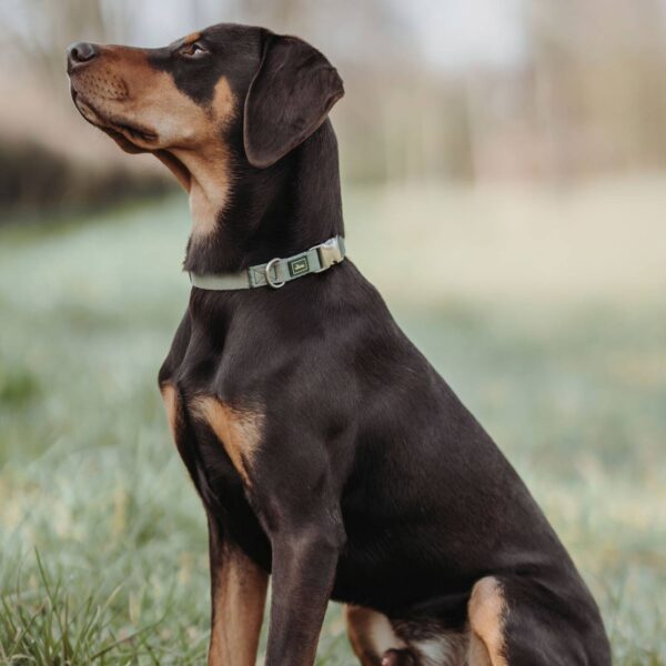 Hunter Collare Regolabile Inari Alu-Strong Verde Pastello per Cani - Creato in poliestere