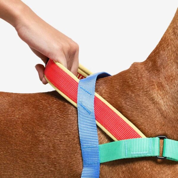 Zee.Dog Pettorina Norvegese Softer-Walk Mellow per Cani - Pratica maniglia rivestita in morbido neoprene