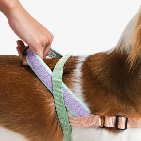 Zee.Dog Pettorina Norvegese Softer-Walk Peach per Cani - Pratica maniglia rivestita in morbido neoprene