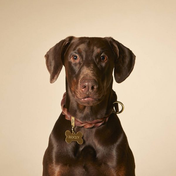 MyFamily Medaglietta per Cani Personalizzabile Osso Basic Ottone Dorato