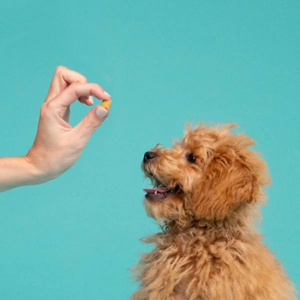 Edgard&Cooper Bites Bocconcini Piccoli di Tacchino e Pollo Premi Addestramento per Cani - Ideali per l'addestramento e la ricompensa