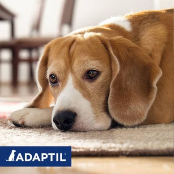 Adaptil Calm Collare per Cani