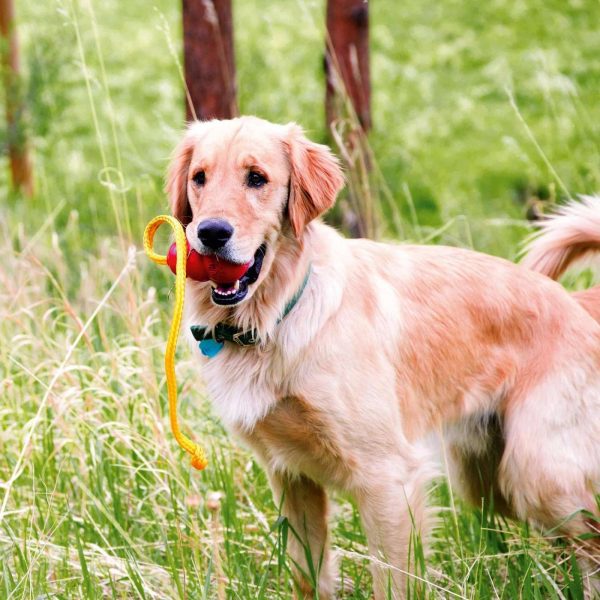 Kong Classic Medio con Corda Gioco per Cani dai 7 ai 16 kg