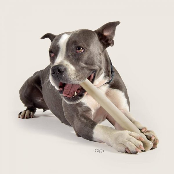 United Pets Mr. Branch Gioco in Gomma per Cani