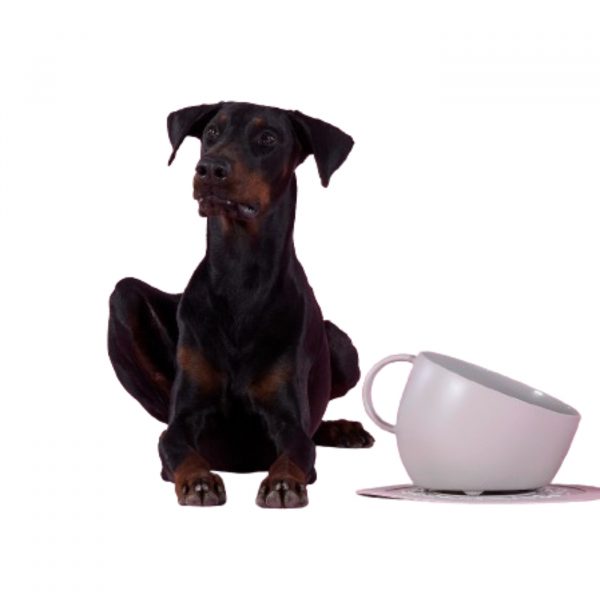 United Pets CUP Ciotola in Polipropilene per Cani 2,5lt Tortora