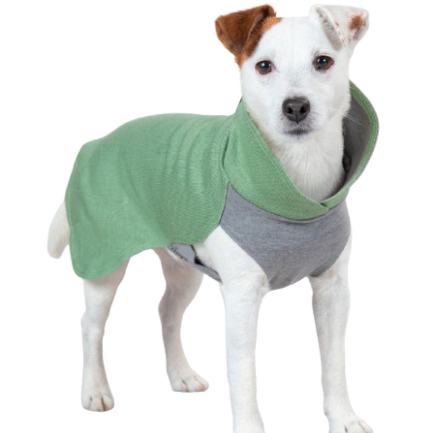 Paikka Tuta Invernale per Cani in Tessuto Recovery Verde Salvia