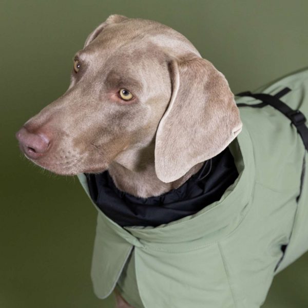 Paikka Giacca Invernale ad Alta Visibilità per Cani Verde