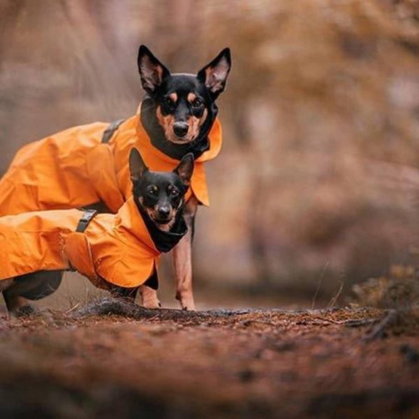 Paikka Impermeabile ad Alta Visibilità Tessuto Recovery per Cani Arancione