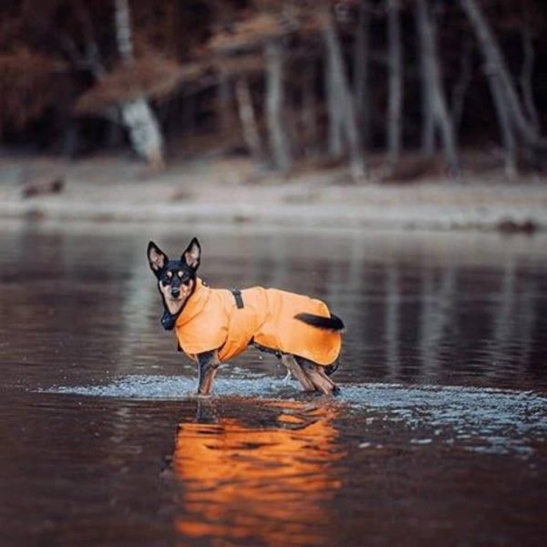 Paikka Impermeabile ad Alta Visibilità Tessuto Recovery per Cani Arancione
