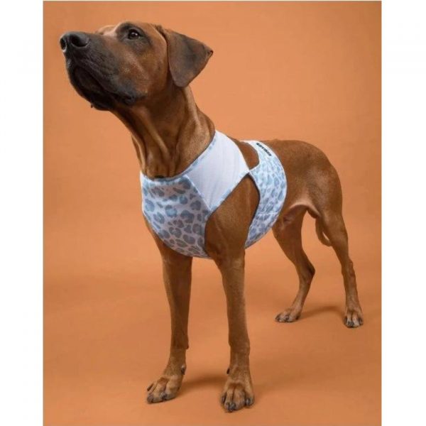 Paikka Maglia Refrigerante per Cani Leo