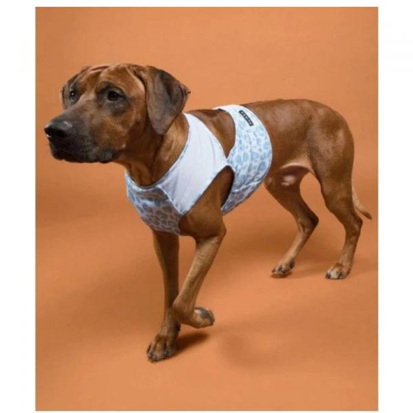 Paikka Maglia Refrigerante per Cani Leo