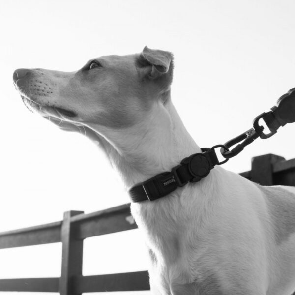 Zee.Dog Collare per Cani Regolabile Gotham Nero