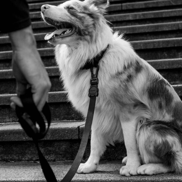 Zee.Dog Guinzaglio Fisso per Cani Gotham Nero