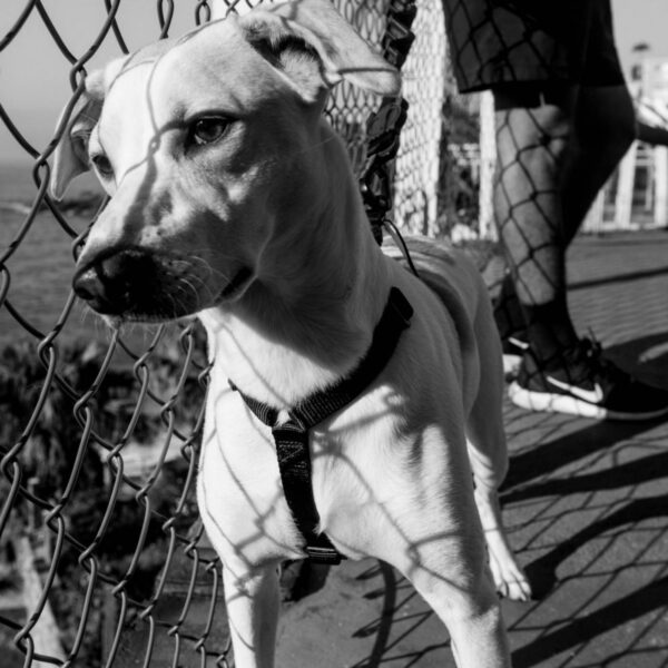 Zee.Dog Pettorina ad H per Cani Gotham Nera