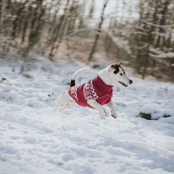 Hunter Maglioncino Pullover per Cani Birka Rosso