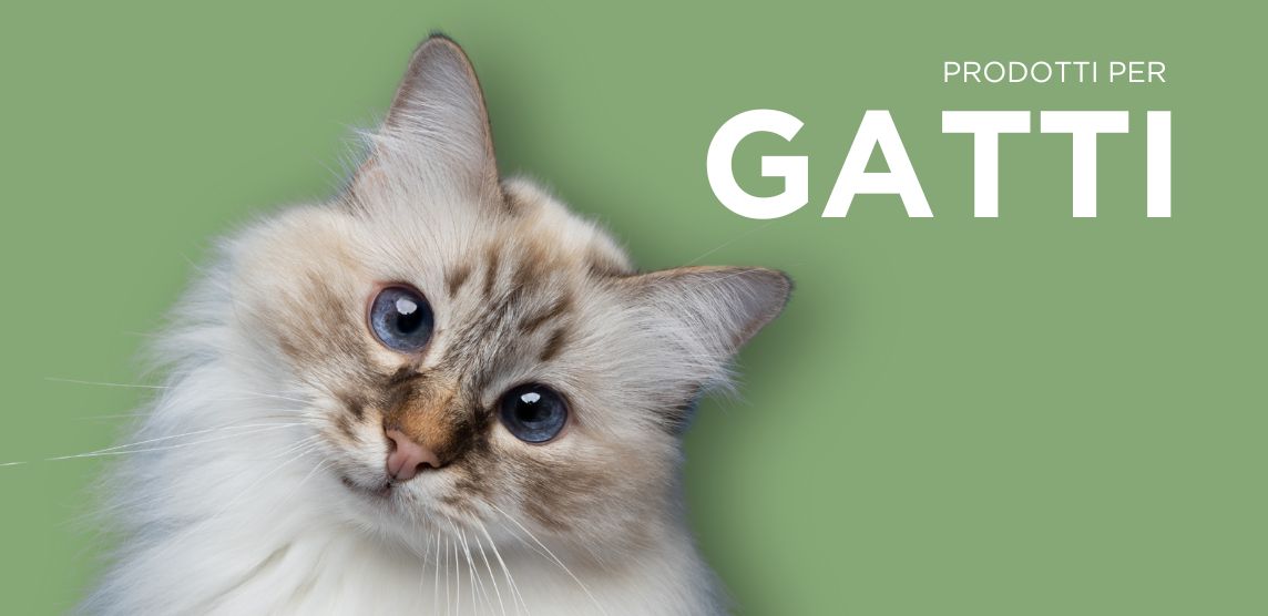 sezione gatti gea pet shop