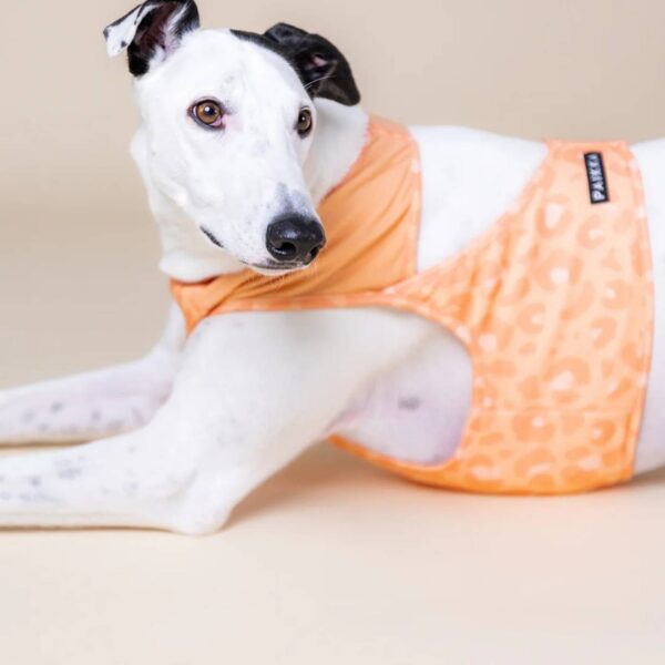Paikka Maglia Refrigerante per Cani Leo Pesca