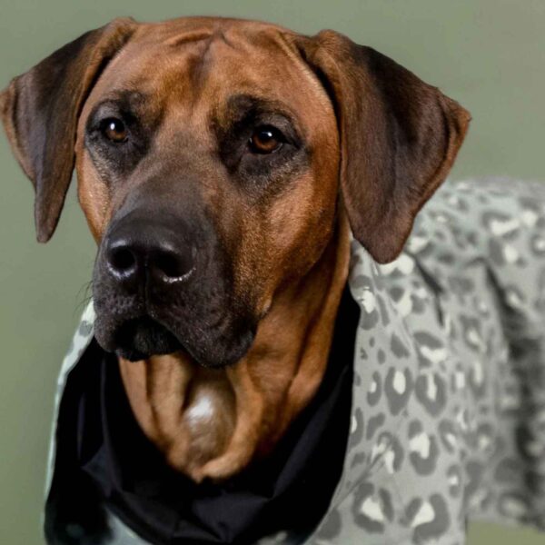 Paikka Impermeabile per Cani ad Alta Visibilità Lite Green Leo