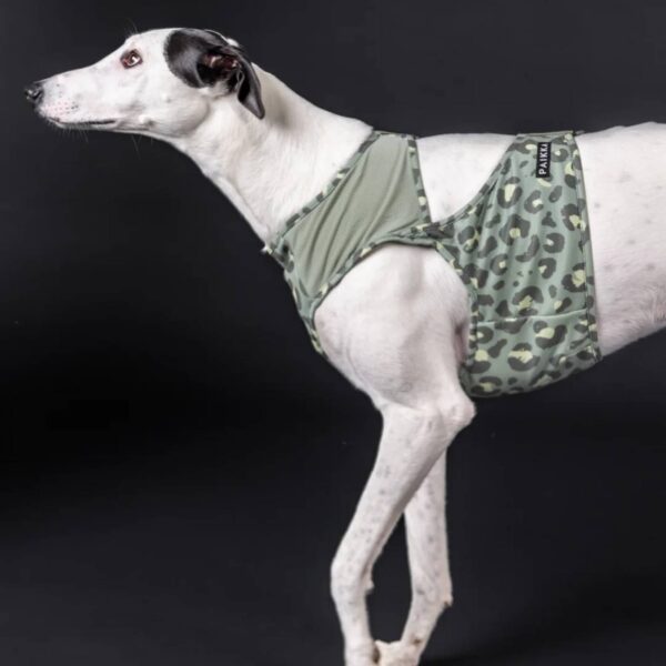 Paikka Maglia Refrigerante per Cani Leo Verde