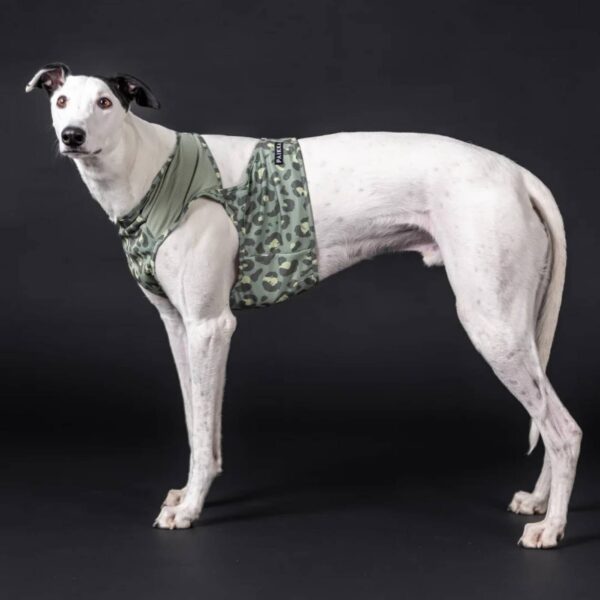 Paikka Maglia Refrigerante per Cani Leo Verde