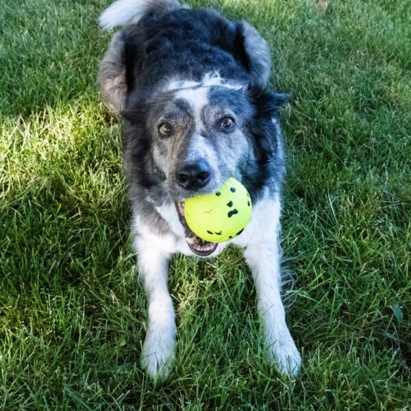 Kong Gioco da Riporto per Cani Reflex Ball L Galleggiante RFL14E