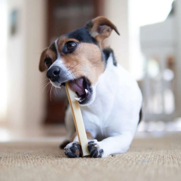 Pala Snack al Formaggio per Cani