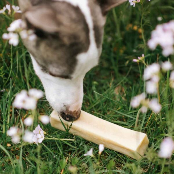 Pala Snack al Formaggio per Cani