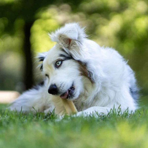 Pala Snack al Formaggio per Cani