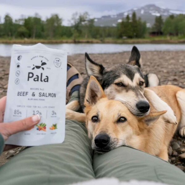 Pala Alimento Completo per Cani con Manzo & Salmone Ricetta N° 3