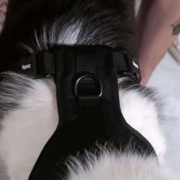 Zee.Dog Pettorina Regolabile Air Mesh per Cani Jelly H3D